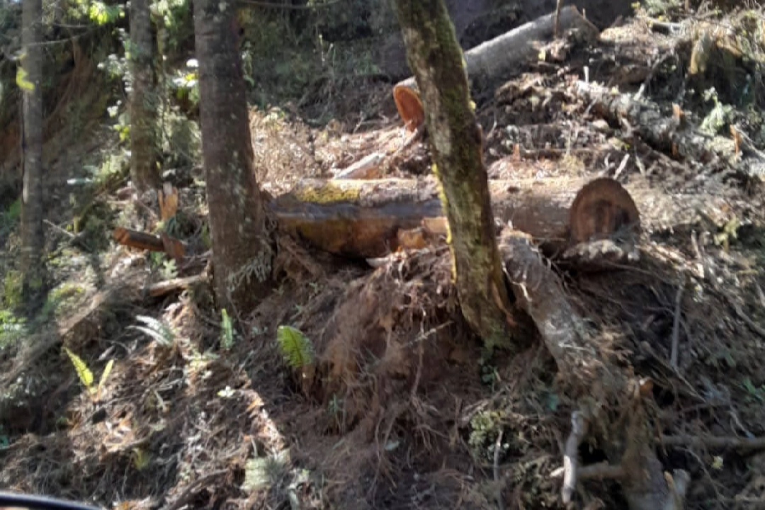 Tala Ocuilan 2-16112025